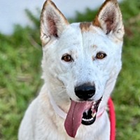 adopt a pet