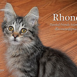 Thumbnail photo of Rhonda Roo #2