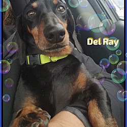 Thumbnail photo of Del Ray #4