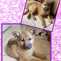 SOUL Dog Rescue & Rehab in Fort Wayne, Indiana - AdoptaPet.com