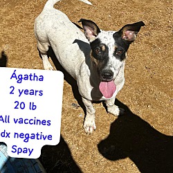 Thumbnail photo of Agatha #1
