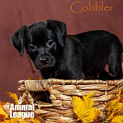 Thumbnail photo of Cobbler #2