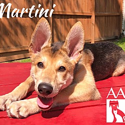 Thumbnail photo of Martini #4