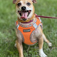 adopt a pet
