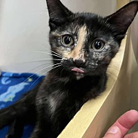 adopt-pet
