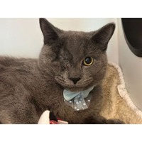 adopt-pet