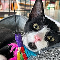 adopt a pet