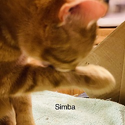 Thumbnail photo of Simba #4