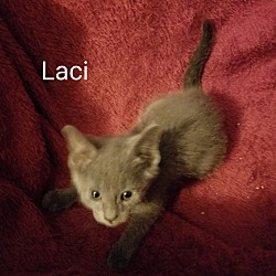 Thumbnail photo of Laci #1
