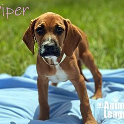 Thumbnail photo of Piper #1
