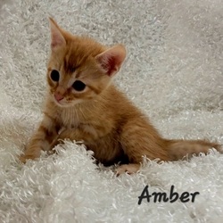 Photo of Amber PAWS 8/23/22