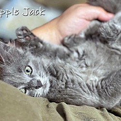 Thumbnail photo of Apple Jack #2