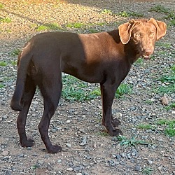 Photo of Nala 38  pound lab girl