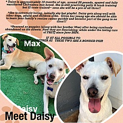 Thumbnail photo of Daisy #1