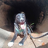 adopt a pet