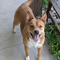 adopt a pet