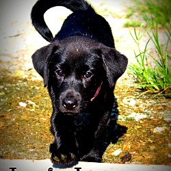Thumbnail photo of Lexie Lou ~ adopted! #1