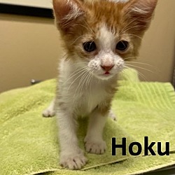 Photo of Hoku