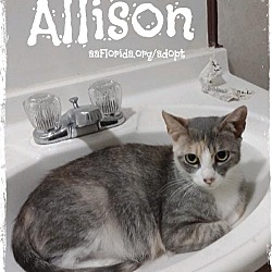Thumbnail photo of Allison #3