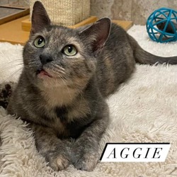 Photo of Aggie