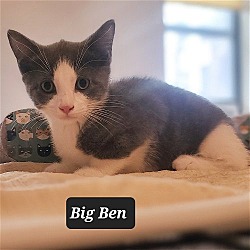 Thumbnail photo of Big Ben #2