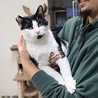 adopt a pet