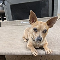 adopt a pet