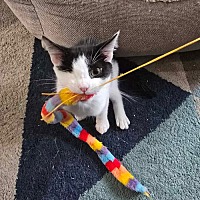 adopt a pet
