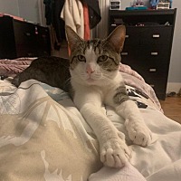 adopt a pet