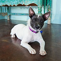 adopt a pet