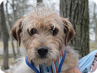 Portland, ME - Wirehaired Fox Terrier 