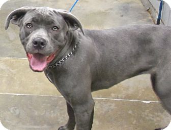 Melbourne Ky Weimaraner Meet Lita A Pet For Adoption