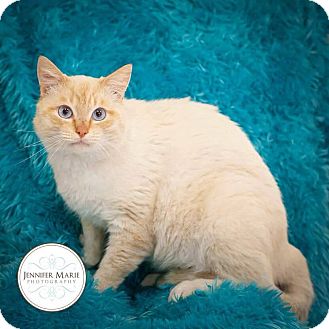 Seattle Wa Siamese Meet Oliver A Pet For Adoption