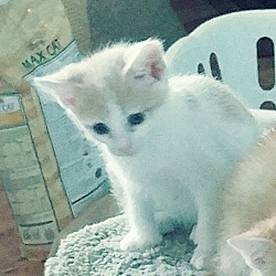 Thumbnail photo of Orange and White kittens #3