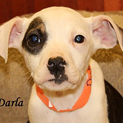 Thumbnail photo of Darla~adopted! #1