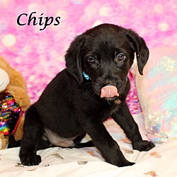 Thumbnail photo of Chips~adopted! #2