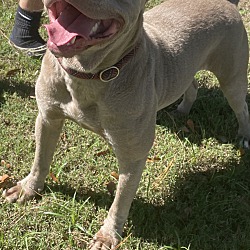 Thumbnail photo of Sable #2