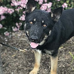 Photo of Buddy