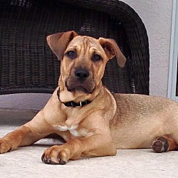 Photo of Leo (pup)
