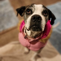 Photo of Daisy