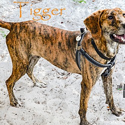 Thumbnail photo of Tigger #4