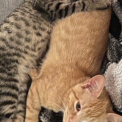 Photo of Kittens - Ginger & River