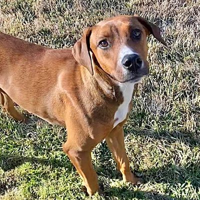 Boulder, CO - Rhodesian Ridgeback/Greyhound. Meet Misty a Pet for ...