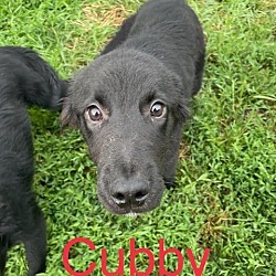 Photo of Cubby