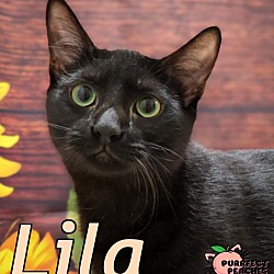 Thumbnail photo of Lila #1