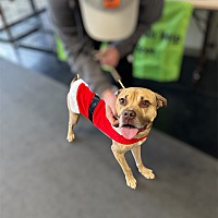 adopt a pet