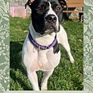 Adopt A Pet :: Sage - Lancaster, OH