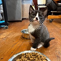 adopt a pet
