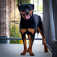 adopt a pet