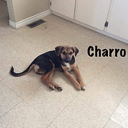 Thumbnail photo of Charro #4